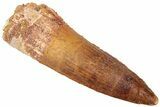 Fossil Spinosaurus Tooth - Real Dinosaur Tooth #312917-1